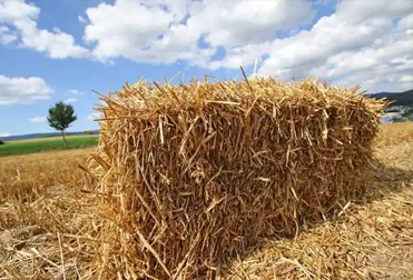 Crop straw